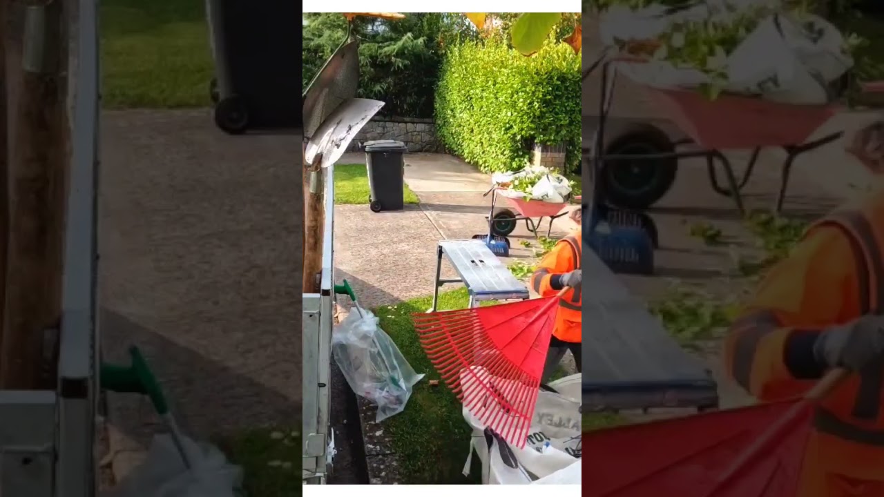 laurel hedge trimming