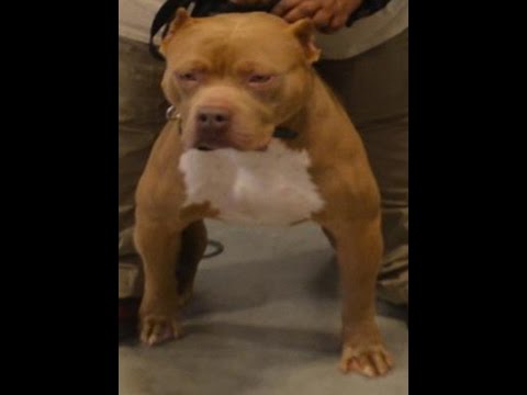 XL Bully Pitbulls Play Together @ pitbullempire