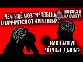 Отличие мозга людей. Рост чёрных дыр. Бактерии-диверсанты. Свойства нейтрона. Новости QWERTY №194