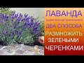 Лаванда. Два способа размножить зелеными черенками.