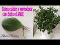 COMO CUIDAR Y REPRODUCIR CON EXITO EL ARBOL DE JADE / Liliana Muñoz