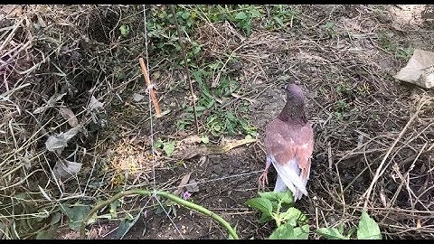 Amazing Smart Boy Make A Simple Bird Trap Work 100% - Easy Bird Traps