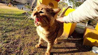 お皿に顔を突っ込んで食事をする猫がおかわりを要求してきた