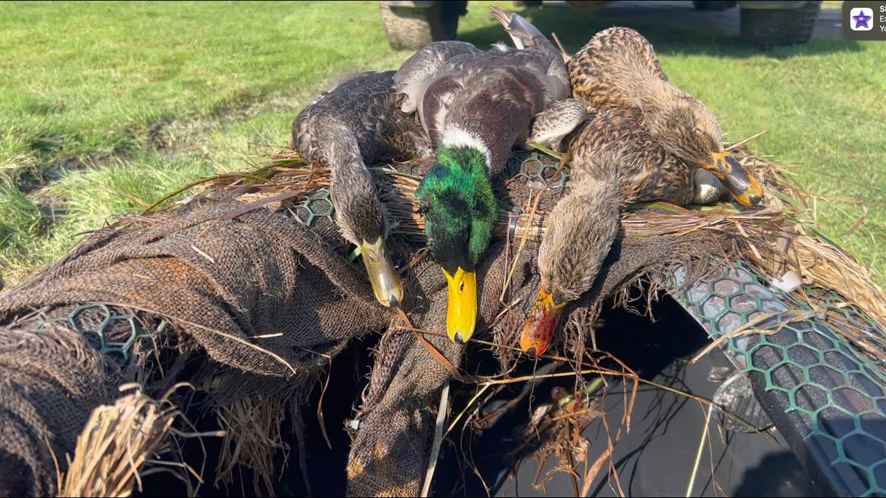 MAINE DUCK HUNTING October stream hunt YouTube