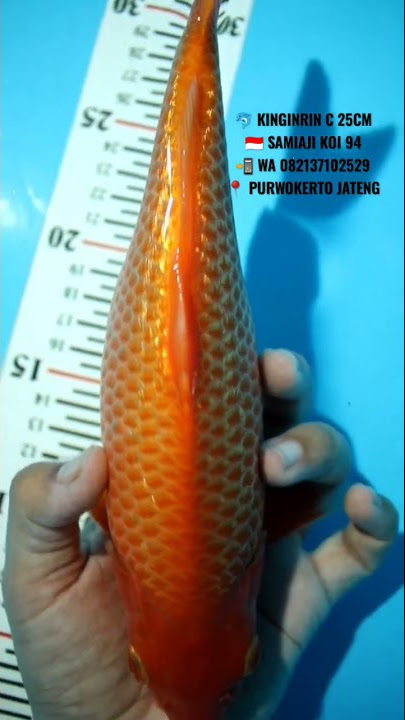 KEEPING KOI JUARA KINGINRIN C 25 CM #koiindonesia #koishow #koi #samiajikoi94