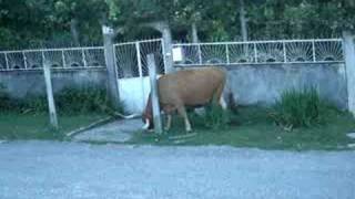 TERRAS DE BOURO - CUTELO