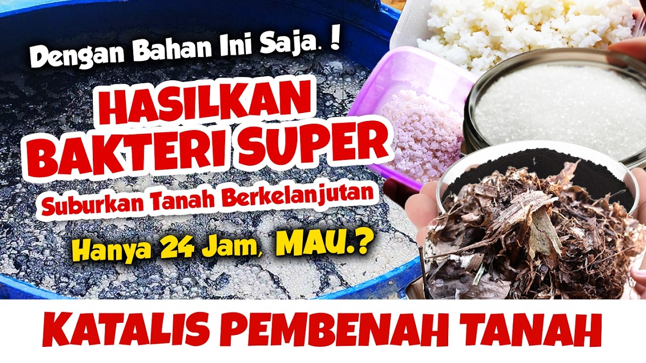 PERCAYA ATAU TIDAK..❗❗❗ DENGAN BAHAN INI SAJA HASILKAN BAKTERI LOKAL SUPER, Tanah Subur & Sehat