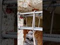 Satisfying Rebar Tying Skills! #shorts