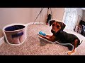 PUPPY DOES INSANE TRICK SHOT!