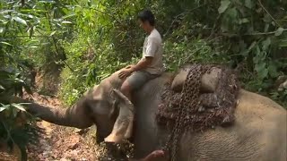 Mission livraison pour l'éléphant