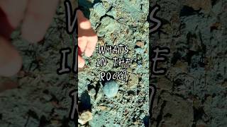What’s in the rock 👀 #fossils #nzfossils #rockhounding #shorts #rocks #finders