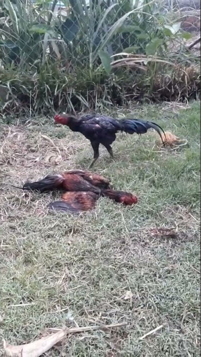 ADU AYAM HINGGA MATI #ayamjago #aduayam #ayamjuara  #shorts