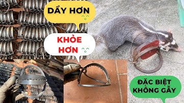 [ mới toanh ] 3 mẫu bẫy cạm kiềng 14cm ,16cm,18cm bẫy chồn 100% mới ,dầy hơn ,chất lượng hơn