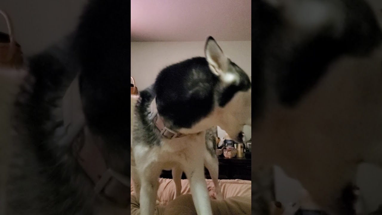 Husky howl alarm clock YouTube
