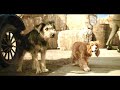 LADY and the TRAMP Film in real life | Shihtzu Dog and Indian Dog funny fight videos