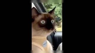 Funny cat #short Videos | Cat Vines