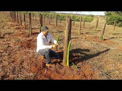 Video: Kuidas Pitahayat Süüa