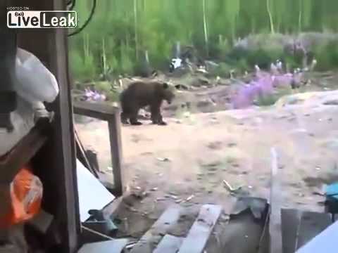 LiveLeak Man Films Final Moments Of His Life - Mother Bear Attacks And Kills 3 People