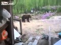 Liveleak man films final moments of his life  mother bear attacks and kills 3 people