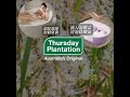 (時時樂限定)【ThursdayPlantation 星期四農莊】買1送1-尤加利100ml+茶樹精油100ml(澳洲原裝進口) product youtube thumbnail