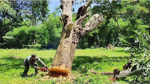 Cưa cây xoài cổ thụ hàng trăm năm tuổi .Cưa cây kỹ thuật cao