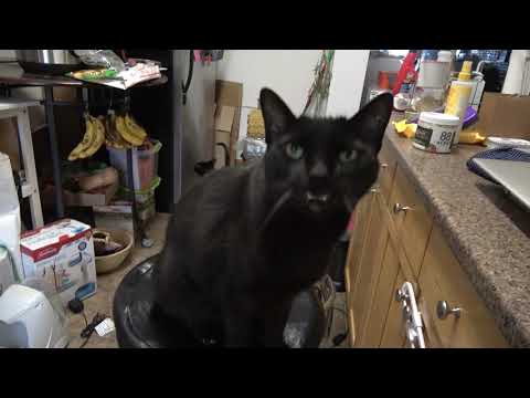 Clinton the Cat