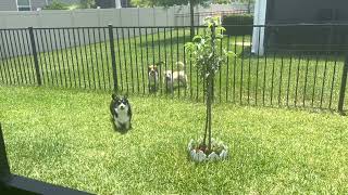 Corgi Goes Crazy Seeing Neighbors Dog