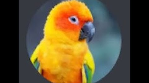 Automate Google Search using Python