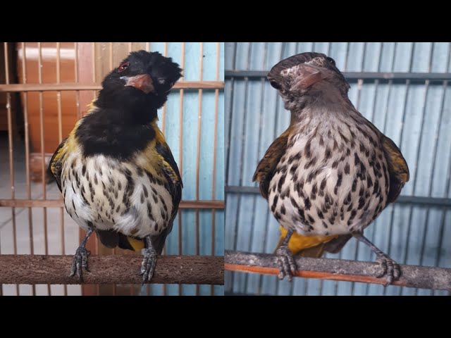 Burung Kepodang Hutan Sepasang class=