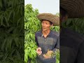 荔枝花期会提前结束#荔枝花期管理 #荔枝催花 #中农荔拉花素 #中农荔流体硼 #神农泰水溶肥
