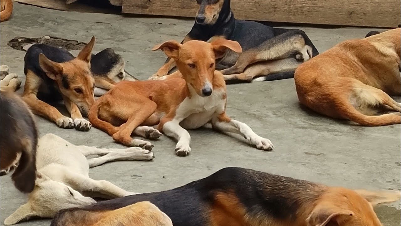 Stuart dogs rescue 🐶 is live! - YouTube