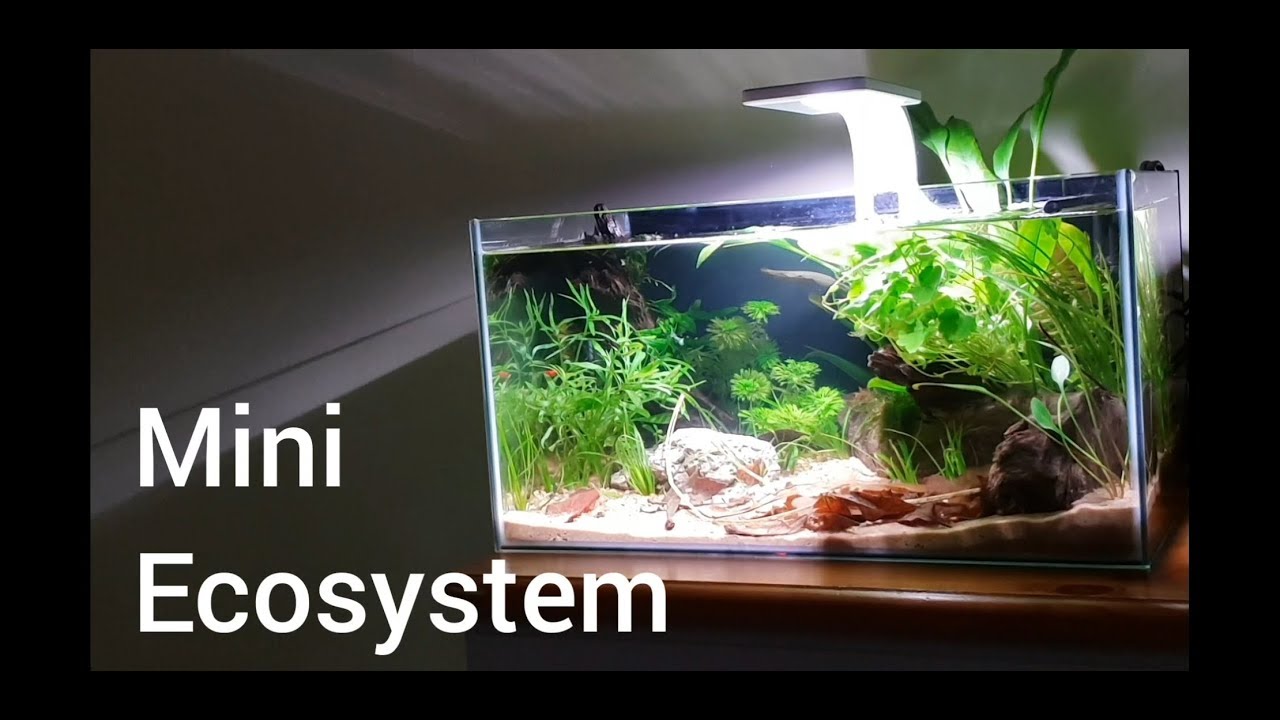 Aquarium Ecosystem: Episode 1: The 