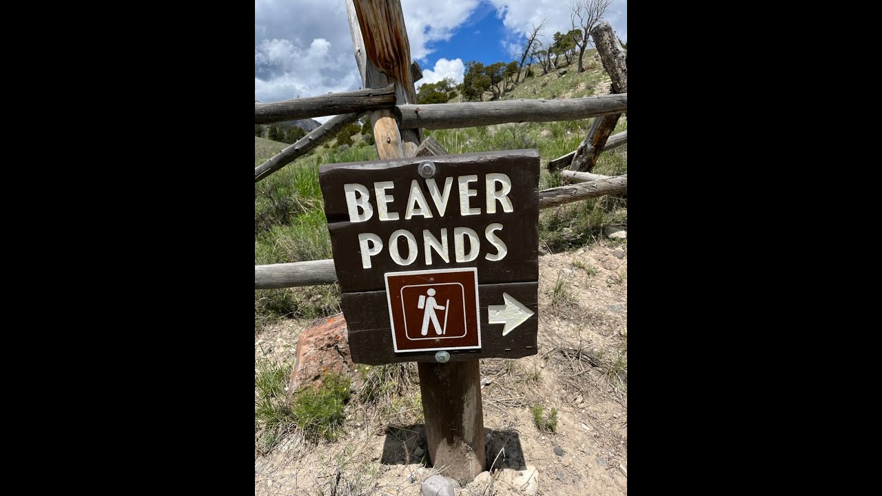 Yellowstone National Park - Beaver Ponds Hike