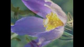 Subhana Allah ~ Maher Zain & Mesut Kurtis