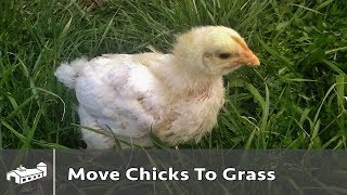 When to move chickens out of brooder  AMA S6:E5
