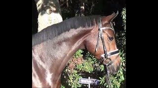 Sold 2013 Hannoveraner Stute Hanoverian Mare By Foundation 16.1 Hh Www.sporthorses-Online.com