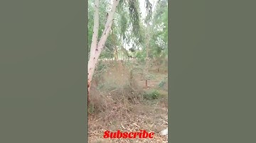 big trees #shorts #shorts #shortsyoutube #shortsfeed #subscribe #20subscribers #shorts