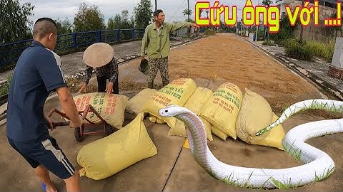 Cuộc Gọi Khẩn Cấp Của Ông Bà Lão 80 Tuổi Bị Rắn Tấn C.ông Khi Phơi Lúa Ven Đường | Săn Bắt Vùng Cao 