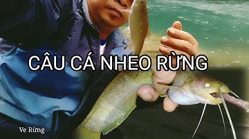 CÂU CÁ NHEO RỪNG | NGẮM CẢNH THÁC NƯỚC ĐẸP