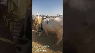 اكبر سوق للمواشي والاغنام سوق الجمعه بقريه الكفاح الفرافره