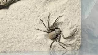 Sand Spider Presents.. You Only Dig Twice