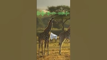 What Sound Does A Giraffe Make?
