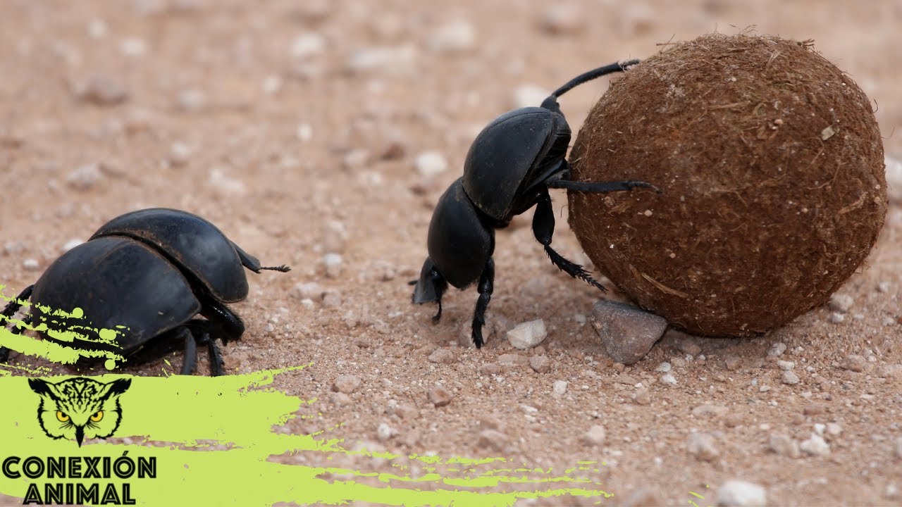 жук навозник. жук навозник землерой даурский. жук навозник коричневый. жук навозник по характеру питания. жуки санитары навозник.