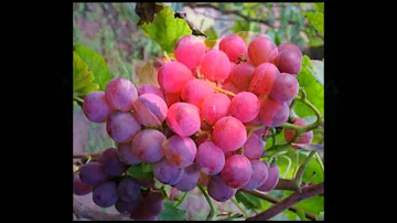 Cos'è un acino d'uva?