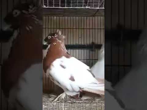 Fancy Pigeon❤️.#pigeon #fancypigeon #pigeonlover #minivlog #ytshorts