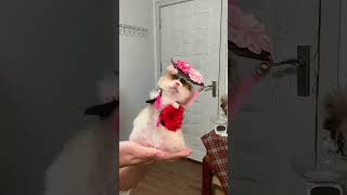 Give Me 30 Seconds To Cheer You Up. The Classic Costume Change Is Back Again