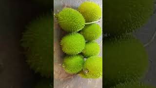 সুন্দর একটি ভিডিও।ছাদ গাছে কাকরোল# #shortvideo#prabin#kumar pb markting #shortvideo#shorts😁😄😃😀😁😁😁😃😁