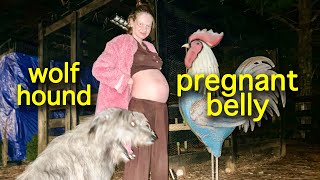 6 months pregnant with Irish wolfhound [day in the life]
