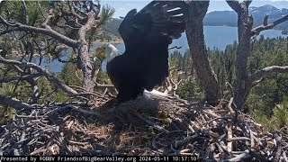 What followed Shadow FOBBV CAM Big Bear Bald Eagle Live Nest - Cam 1  / Wide View - Cam 2
