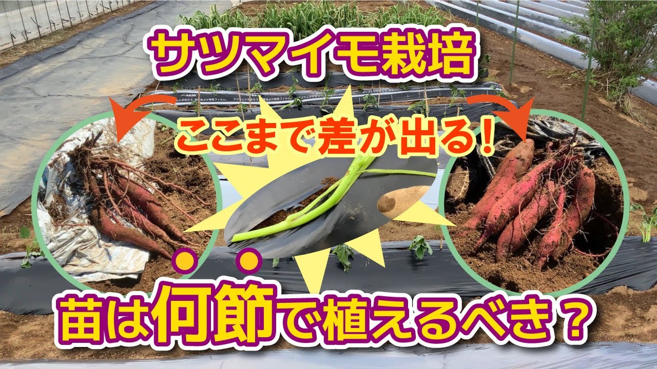 【お芋の収量は変わる！？】植えるツルの長さので、サツマイモの成り数に違いがみられます！　タネのハシモト